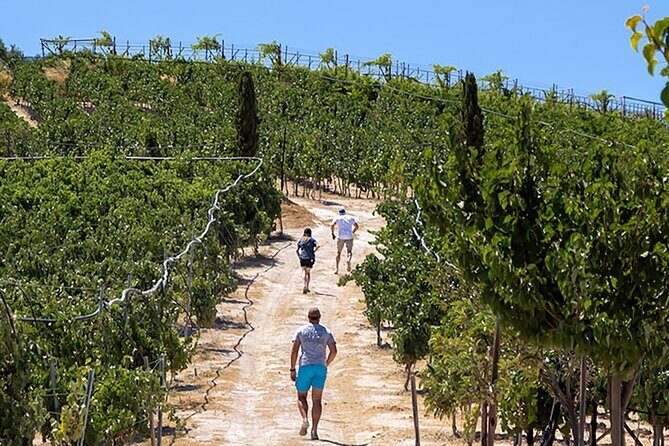 “ARISMARI” – Vineyard Tour & Wine Tasting - Key Highlights You’ll Feel Fast