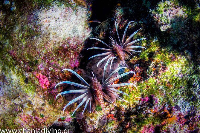 Boat Trip in Crete with Guided Snorkeling and Free Pick up! - Marathi anchoring stop: calm water for learning and relaxing