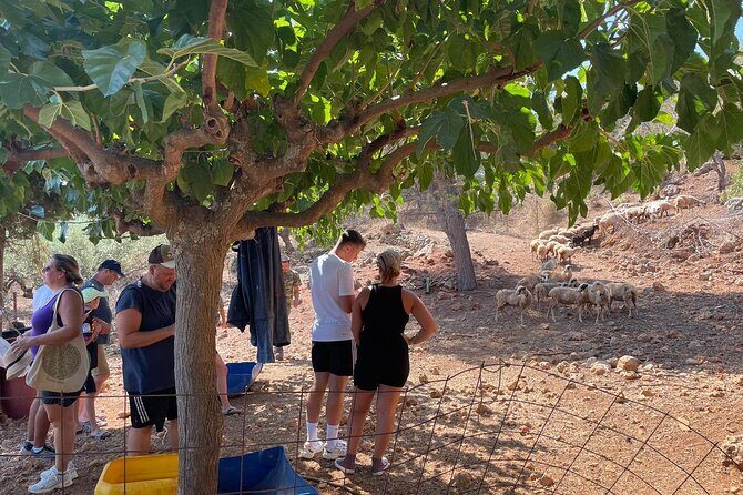 Chania Area: Cooking Class at a Farm in Stylos Village (organic) - Practical Stuff That Helps You Have a Smooth Day