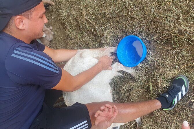Chania Area: Cooking Class at a Farm in Stylos Village (organic) - Meeting the Farm: Sheep, Goats, Cheese, and the Work Behind the Food
