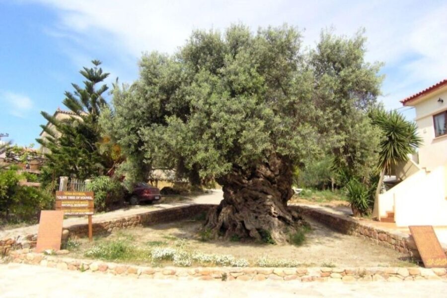 Chania Area: Food Tasting Tour with Winery Visit & Swim Stop - Pnevmatikakis Winery in Kissamos: family-run wine lessons and pairings