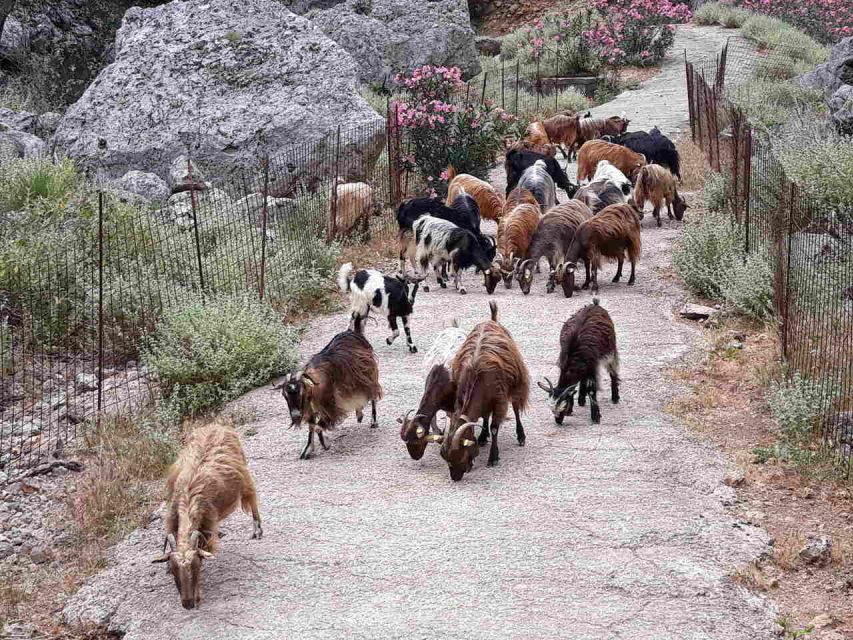 Chania: Balos and Falassarna Tour with Loungers and Lunch - Lunch after the swim: what the included meal actually feels like