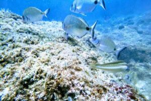 Chania Guided Snorkeling and Boat Excursion - Getting to Salty Descents: pickup in Chania vs meeting in Kalyves