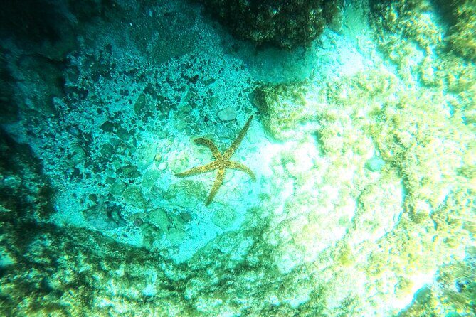 Chania Guided Snorkeling and Boat Excursion - Second snorkeling spot: caves, wildlife surprises, and that wow moment