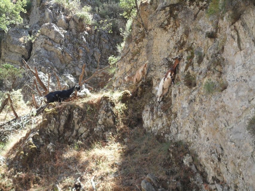 Chania: Imbros Gorge and Libyan Sea Day Tour - Libyan Sea swim on the south coast: pack for hot sand and quick dips