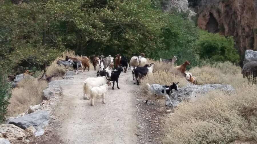 Chania: Milia Mountain Tour w/Lunch Olive Oil/Wine Tastings - Off-road driving and Topolia Gorge views on the return