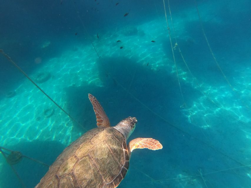 Chania: Stand-Up Paddleboard Small Group Tour - What to Bring: Simple Prep for a Smooth, Wet-Friendly Day