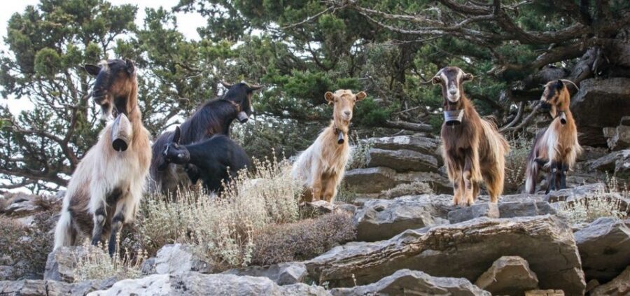 Chania: White Mountains Safari Tour with Lunch and Tastings - Price and value: is $176 a good deal for an 8-hour safari day?