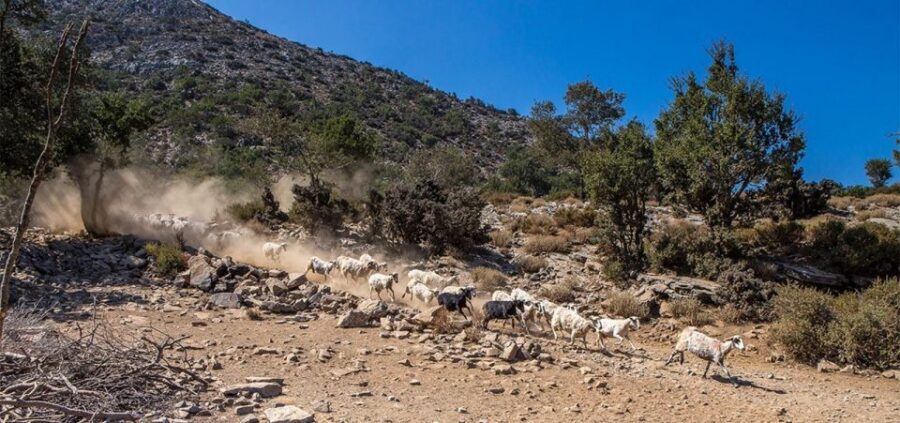 Chania: White Mountains Safari Tour with Lunch and Tastings - The off-road route toward Omalos: where the jeep earns its name