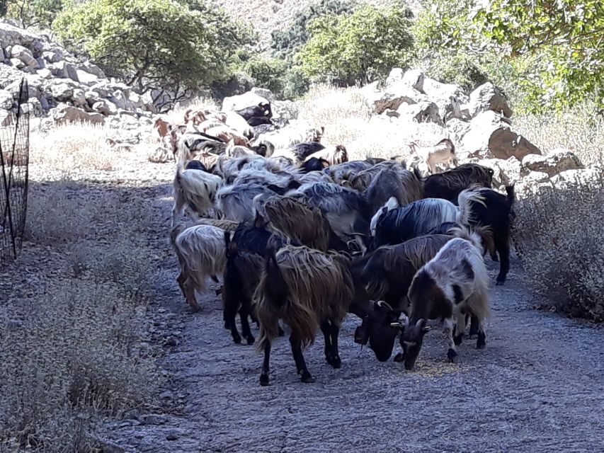 Chania: White Mountains Safari Tour with Lunch and Tastings - Lunch at Samaria Gorge entrance: big views, Cretan flavors