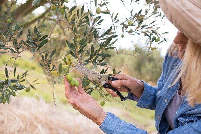 Cretan Wines & Olive oil tour - The treasures of Crete - Stop 2: Meleses winery meeting, organic vineyards, and 5 wines
