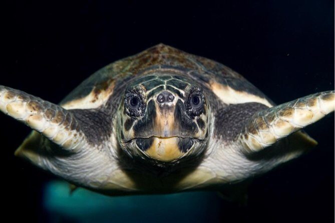 CRETAquarium Entrance Ticket in Crete - CRETAquarium Key Highlights (Heraklion, Crete)