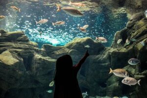 CRETAquarium Entrance Ticket in Crete - What You’ll See: Mediterranean Species and Ecosystems