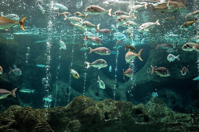 CRETAquarium Entrance Ticket in Crete - The Optional Audio Guide: Worth Considering