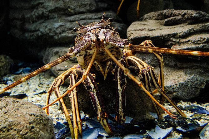 CRETAquarium Entrance Ticket in Crete - Who This Works Best For (and Who Should Skip It)