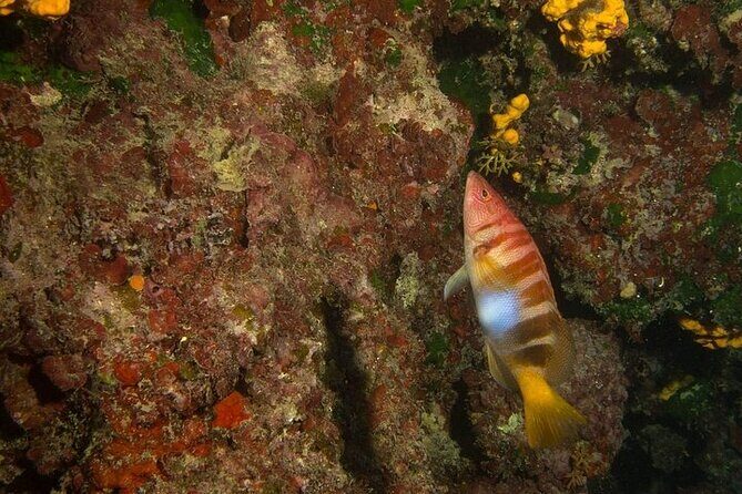 Crete-Chania: Snorkeling & Scuba Dive for Beginners by Boat - Blue Cave snorkeling: what an hour of clear water feels like