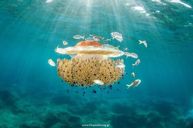 Crete-Chania: Snorkeling & Scuba Dive for Beginners by Boat - Open-water scuba session up to 9–10 meters