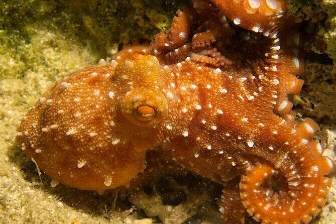 Crete-Chania: Snorkeling & Scuba Dive for Beginners by Boat - Small groups, calm guidance, and the “you’re not alone” factor