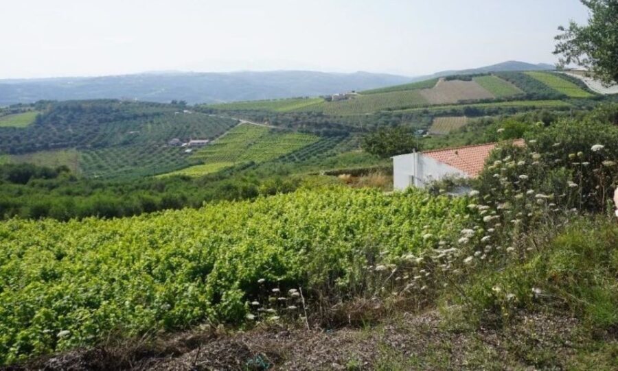 Crete: Full-Day Cretan Wines, Olive Oil, Raki and Food Tour - Thrapsano pottery workshop: wheel-throwing as the creative finale