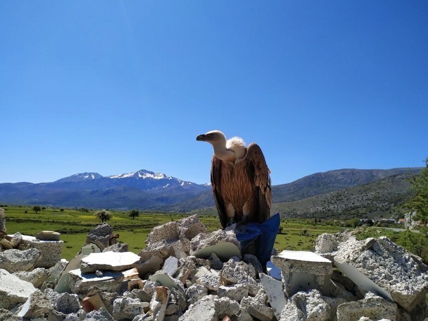 Crete: Lasithi Plateau and Cave of Zeus Off-Road Safari Tour - Price and value: is $104 fair for an 8-hour off-road day