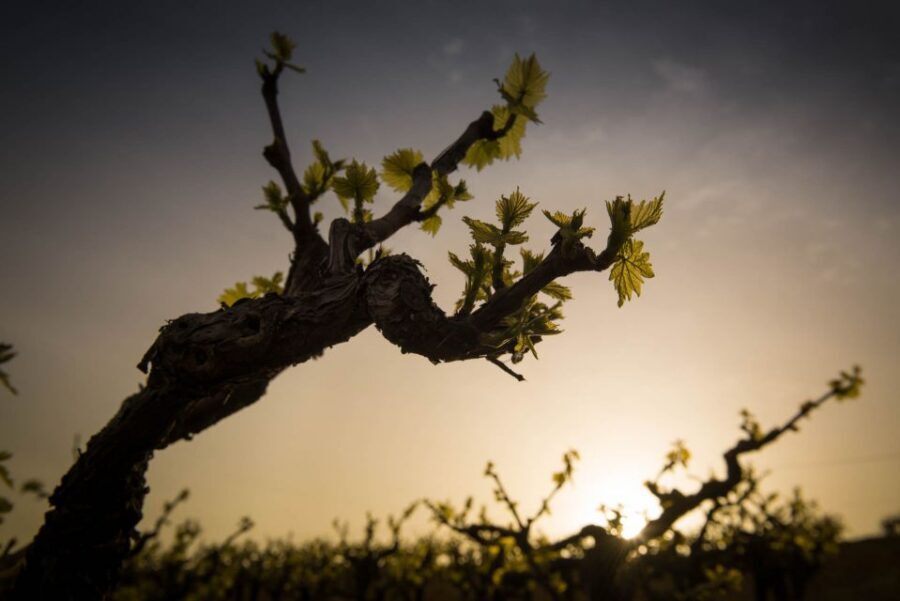 Crete: Olive, Wine, & Raki on a Flavorful Culinary Journey - Key highlights I’d prioritize