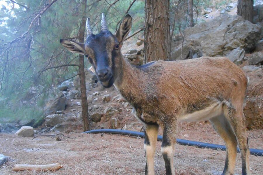 Crete: Samaria Gorge Hiking with transfer and expert Escort - Agia Roumeli at midday: tavern food and a sea reset