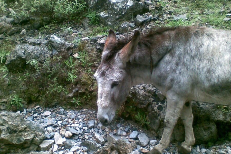 Crete: Samaria Gorge Hiking with transfer and expert Escort - The south-coast boat ride to Hora Sfakion