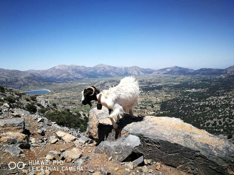 Crete:Zeus & Lassithi Plateau, OliveTasting, Kritza, Pottery - Olive Tasting, Honey Raki, and Village Stops That Add Texture