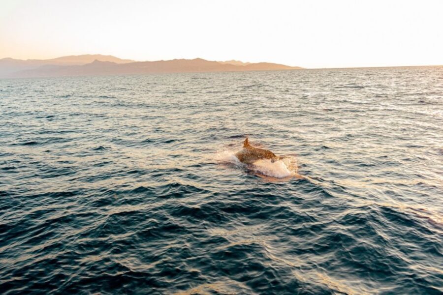 Dia Island: Semi-Private Full Day Sailing Trip with meal - Crew personality: usually warm, but it can vary