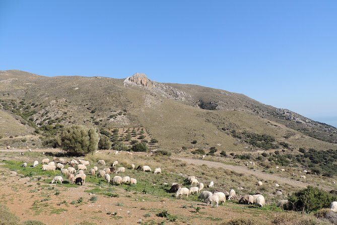 Discover The Secrets Of The Southern Crete Jeep Safari tour - Avdou Olive Mill: See How Olive Oil Gets Made