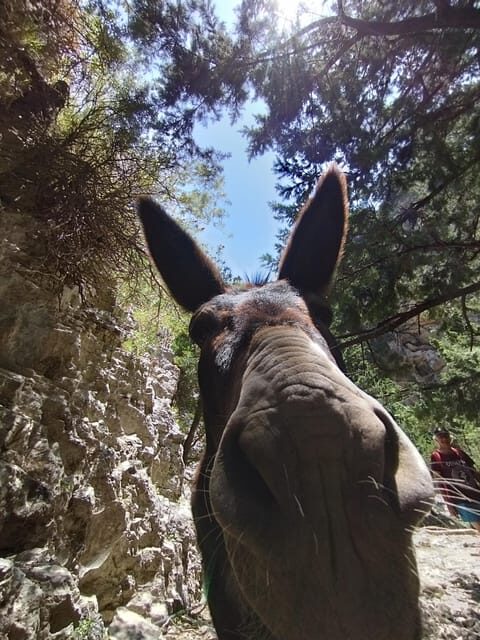 From Chania: Guided Tour to Loutro (Boat tickets Included) - Should You Book the Chania to Loutro Boat Tour?