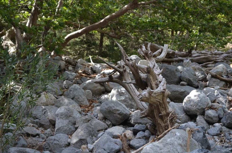 From Chania/Kalyves: Full-Day Samaria Gorge Hiking Day Trip - Agia Roumeli: your landing, swim time, and lunch reality