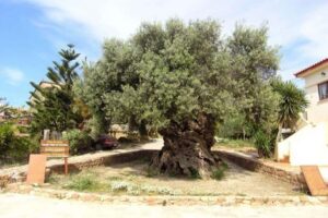 From Chania: Olive Oil, Wine, Cheese & Honey Tasting Tour - Vouves Olive Tree: Seeing a Living Timeline