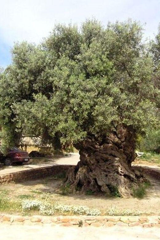 From Chania: Olive Oil, Wine, Cheese & Honey Tasting Tour - Pnevmatikakis Winery: 20 Varieties and the Pour-At-Your-Pace Style