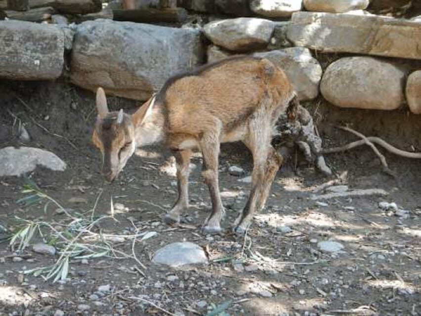 From Chania/Rethymno: Samaria Gorge Easy Way - Price check: $36 plus gorge and boat fees