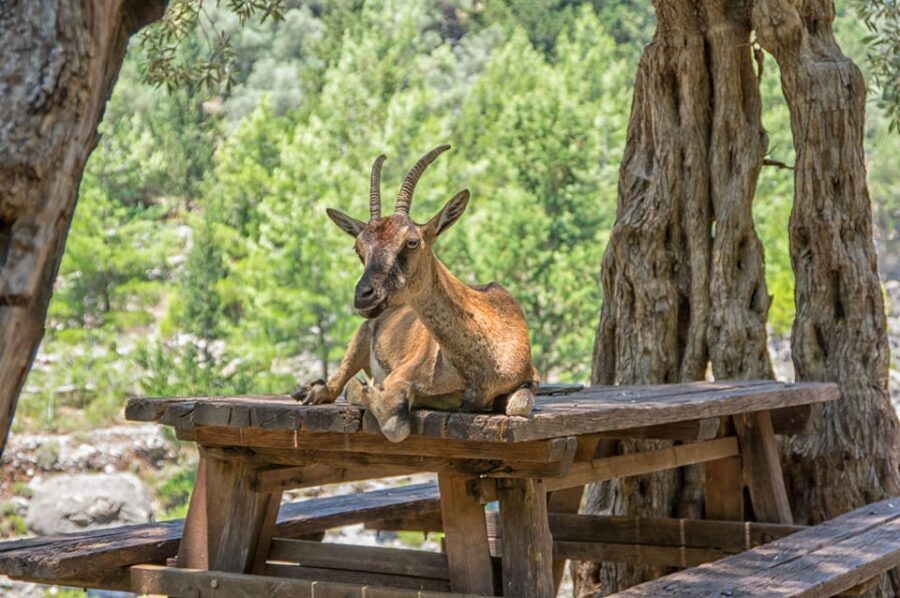 From Chania: Samaria Gorge with Professional Hiking Guide - Entering the Gorge: Iron Gates, Cliff Walls, and Kri-Kri Moments