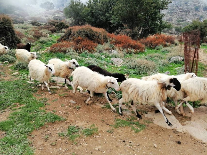 From Chania: White Mountains Land Rover Safari - Wildlife spotting and panoramic vistas from 1,350 meters