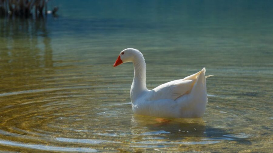 From Heraklion: Chania Town, Kournas Lake, and Rethymno Tour - What’s included vs not included: build your day around it