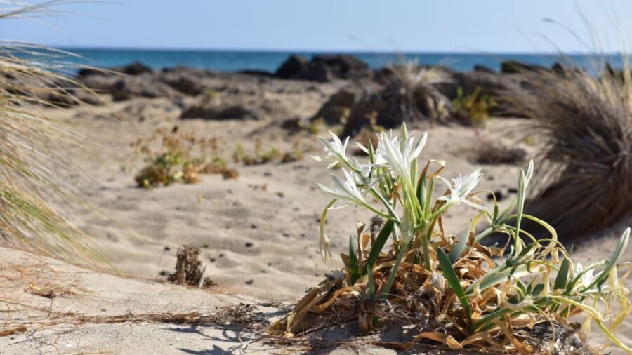 From Heraklion: Elafonisi Beach Day Tour with Pickup - What you’ll do once you’re there: swimming, walking, and snack bar time