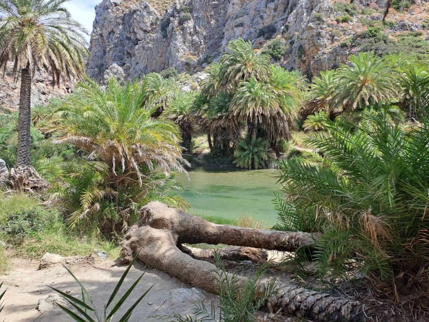 From Rethymno: Kourtaliotiko, Preveli Palm Beach, & Damnoni - Damnoni Beach: The First Swim Setting and Your Launch Point to Palm Beach