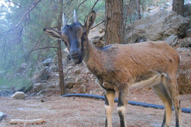 Full Day Samaria Gorge 10-Mile Walking Tour - 5) The tricky first stretch and why it gets busy