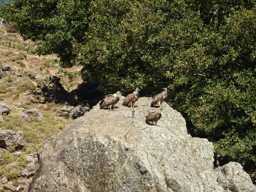 Georgioupolis Full-Day Land Rover Safari Experience - Key Highlights You’ll Feel in Your Day