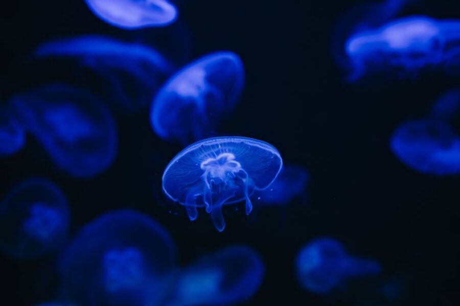 Heraklion Area: CRETAquarium Admission Ticket - Key highlights to focus on