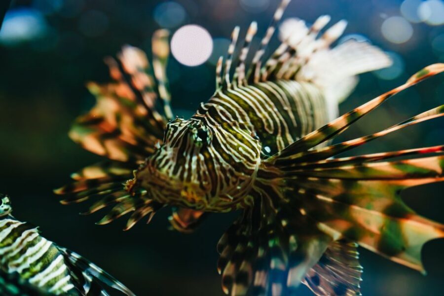Heraklion Area: CRETAquarium Admission Ticket - CRETAquarium at THALASSOKOSMOS: why this aquarium feels different