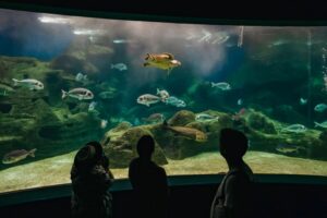 Heraklion Area: CRETAquarium Admission Ticket - What you’ll see inside: Mediterranean habitats, jellyfish, and shark circles