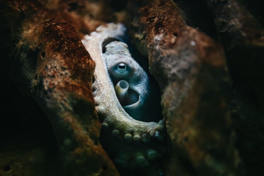 Heraklion Area: CRETAquarium Admission Ticket - Your self-guided route: how long it takes and how to pace it
