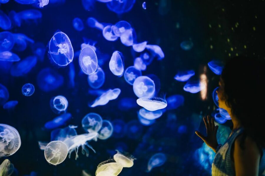 Heraklion Area: CRETAquarium Admission Ticket - Getting there from Heraklion, Malia, and Hersonissos in about 25 minutes