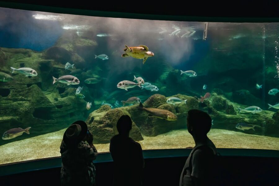 Heraklion Area: CRETAquarium Admission Ticket - What you’ll see inside: Mediterranean habitats, jellyfish, and shark circles