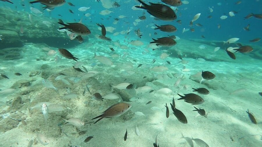 Heraklion: Beginner Scuba Diving Lesson with PADI Instructor - Price and value: is $88 a fair deal for your first underwater session?