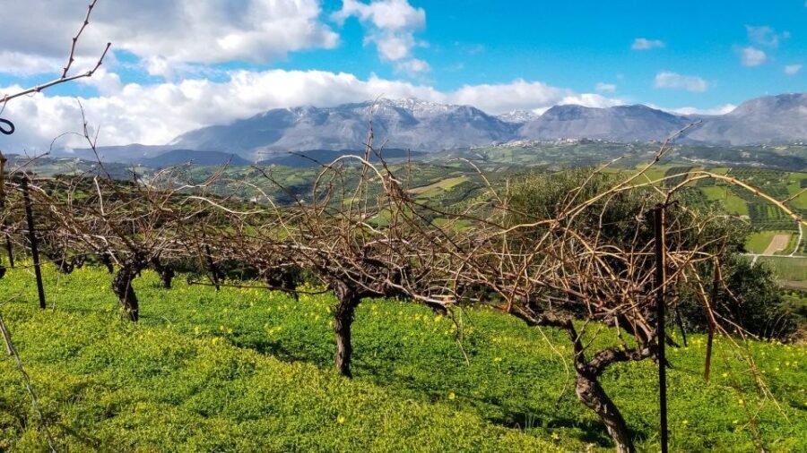 Heraklion: Cretan Wine Tasting Tour & Gourmet Lunch - Price and Value: Is $194 a Good Deal?
